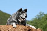 AKITA INU 483